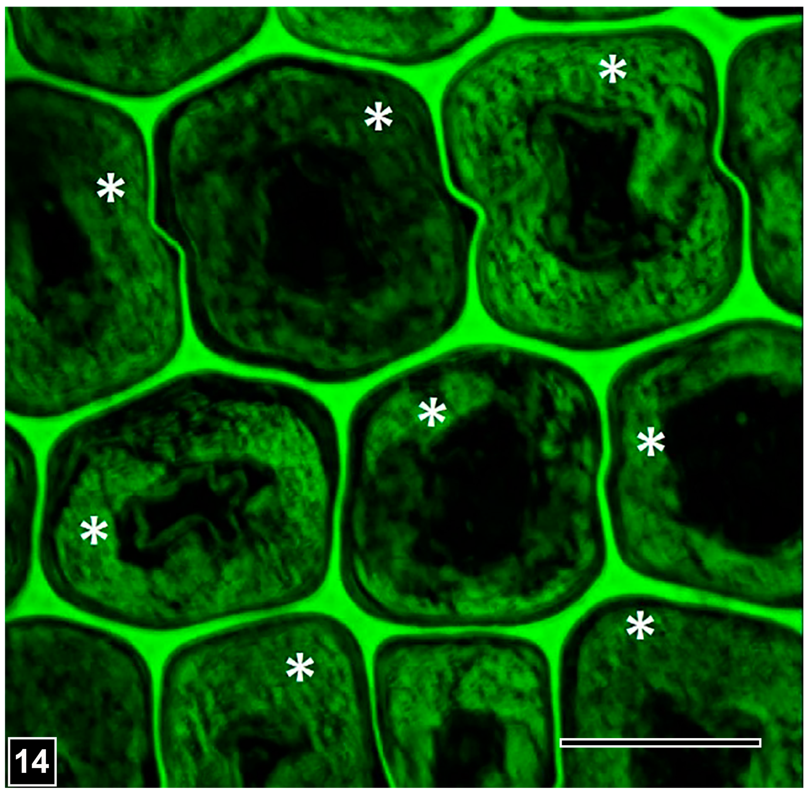 Forests 15 00889 g014