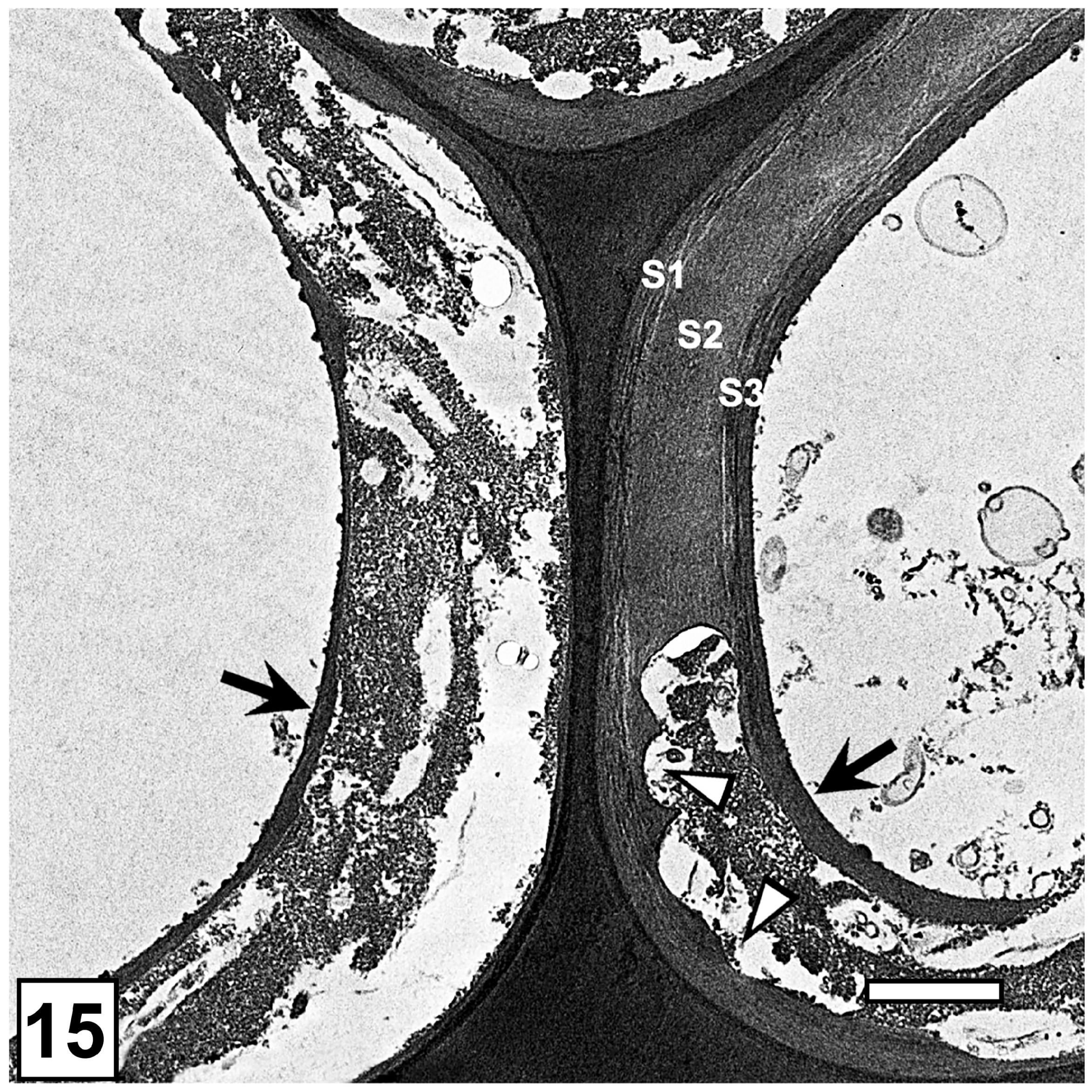 Forests 15 00889 g015