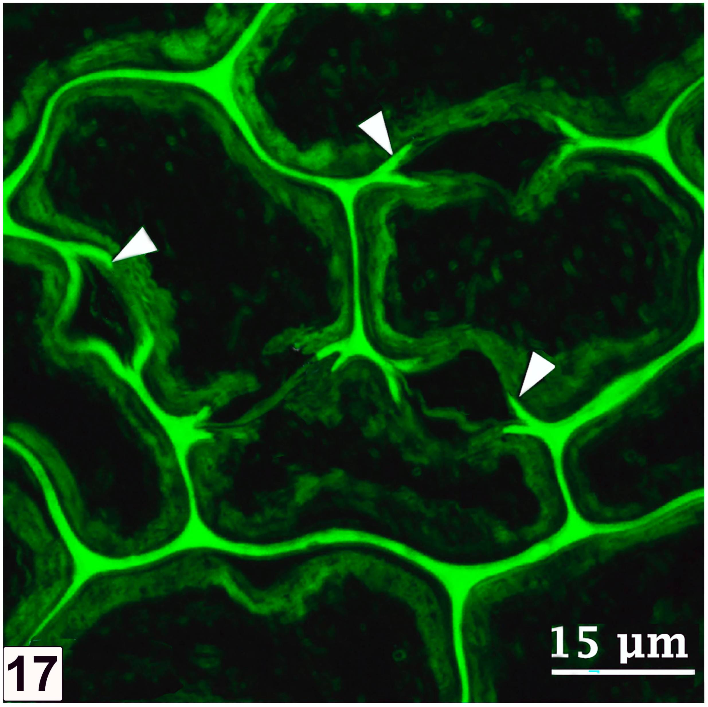 Forests 15 00889 g017