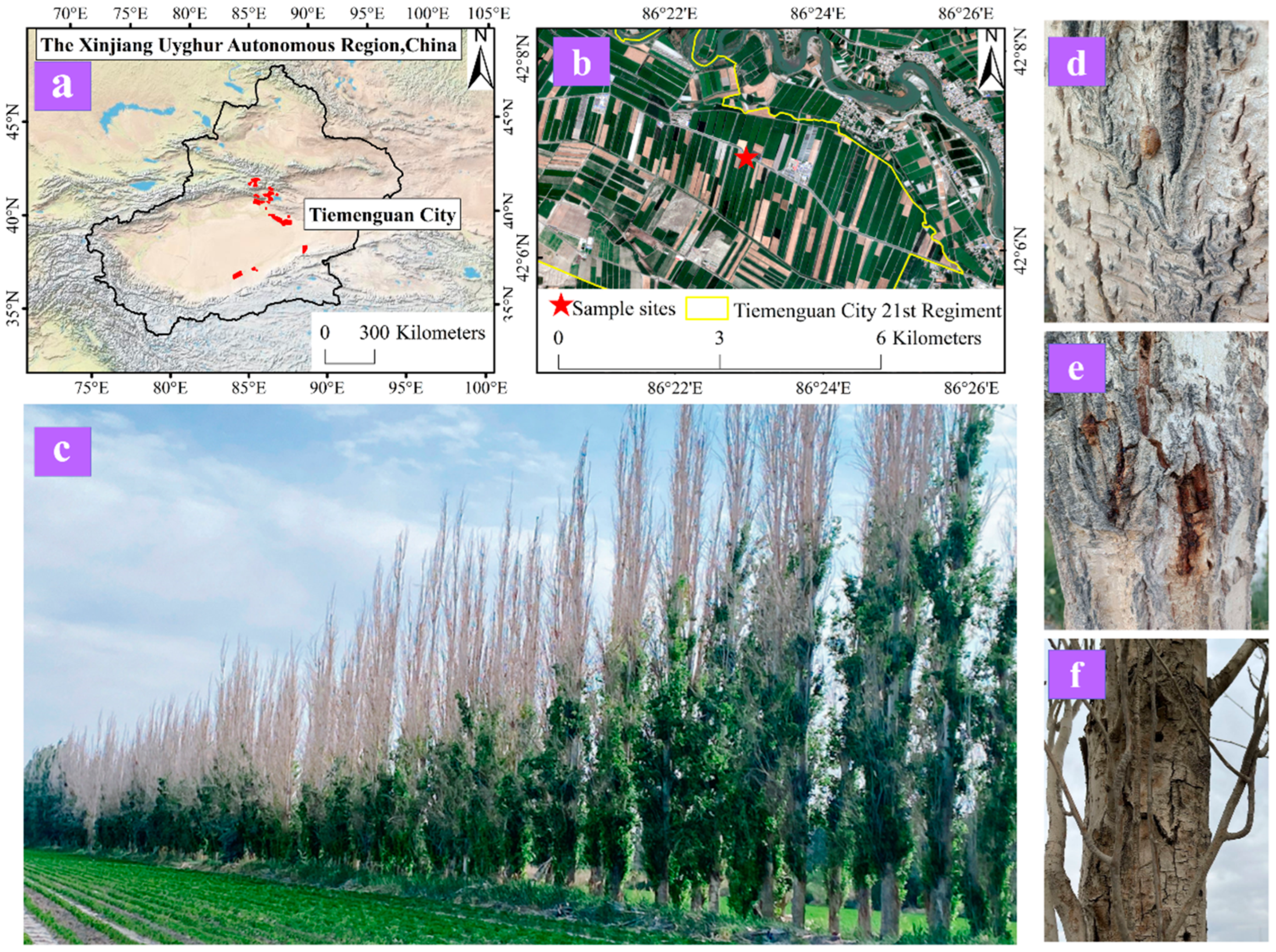 Forests 15 00891 g001