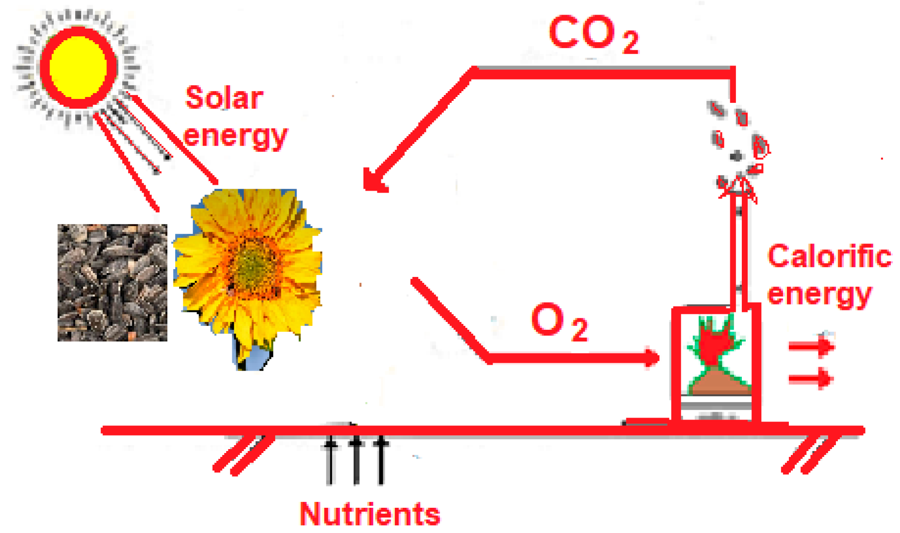 Forests 15 00902 g001 Forests 15 00902 g001