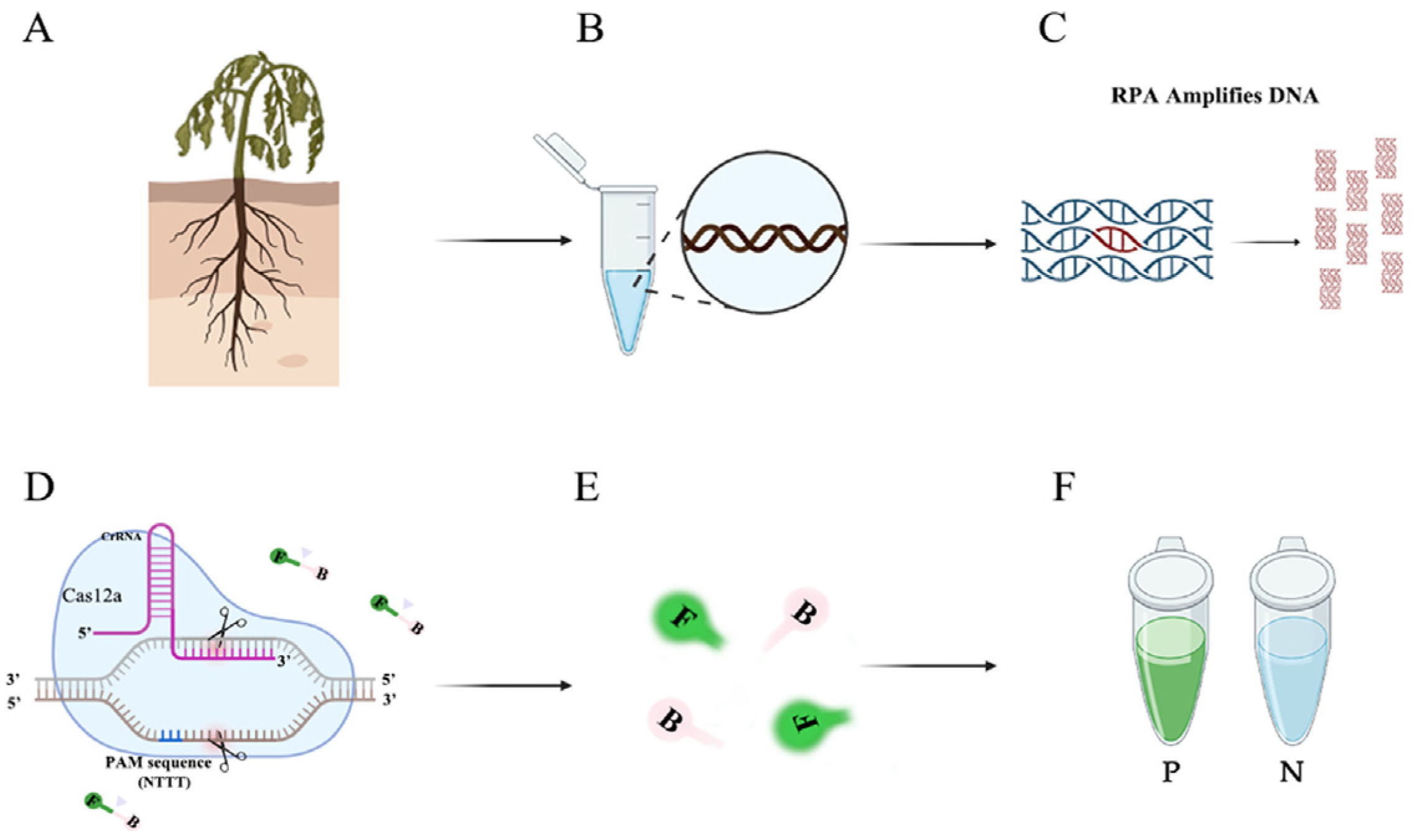 Forests 15 00952 g001