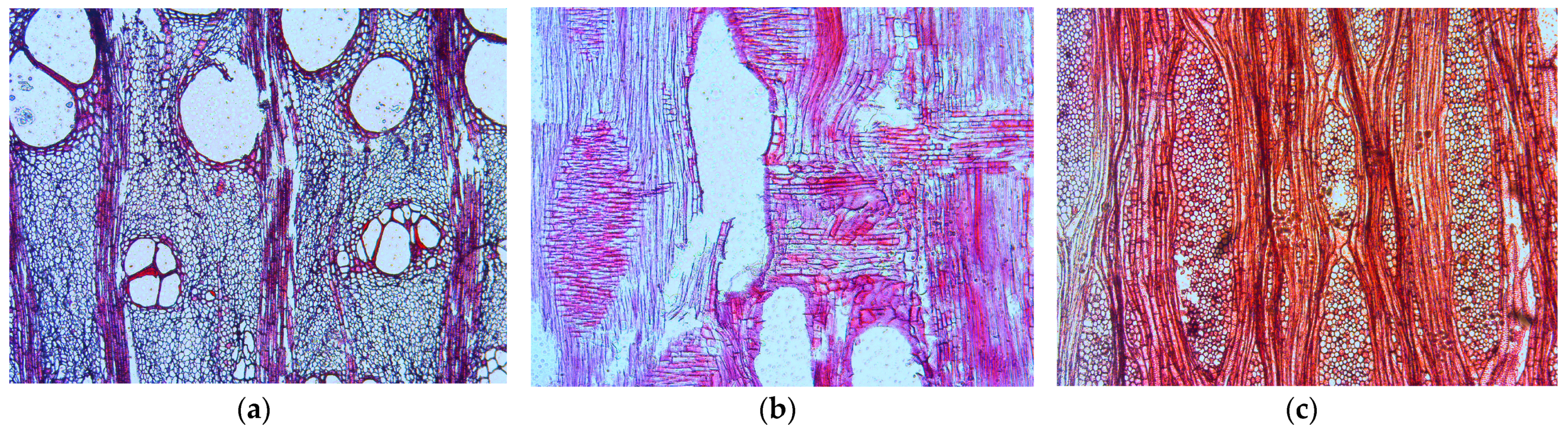 Forests 15 00963 g001