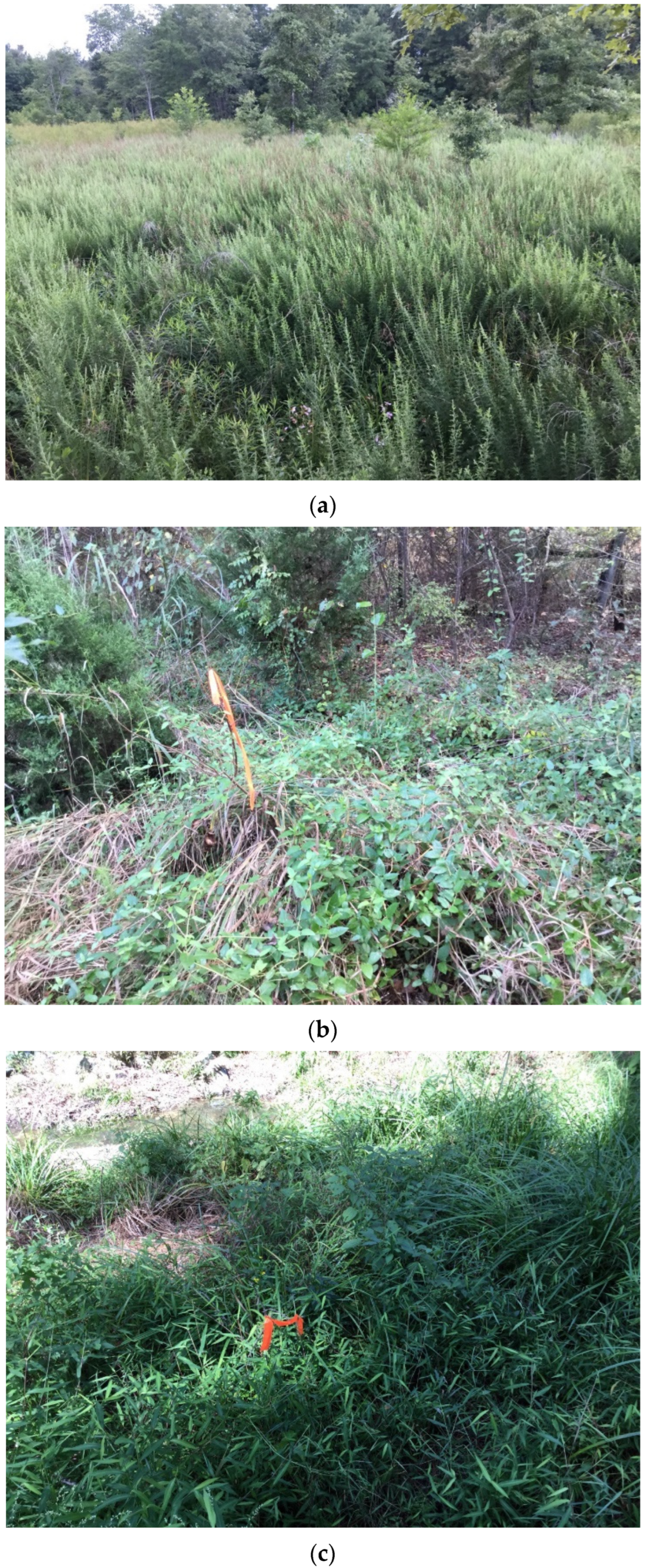 Forests 15 00964 g002