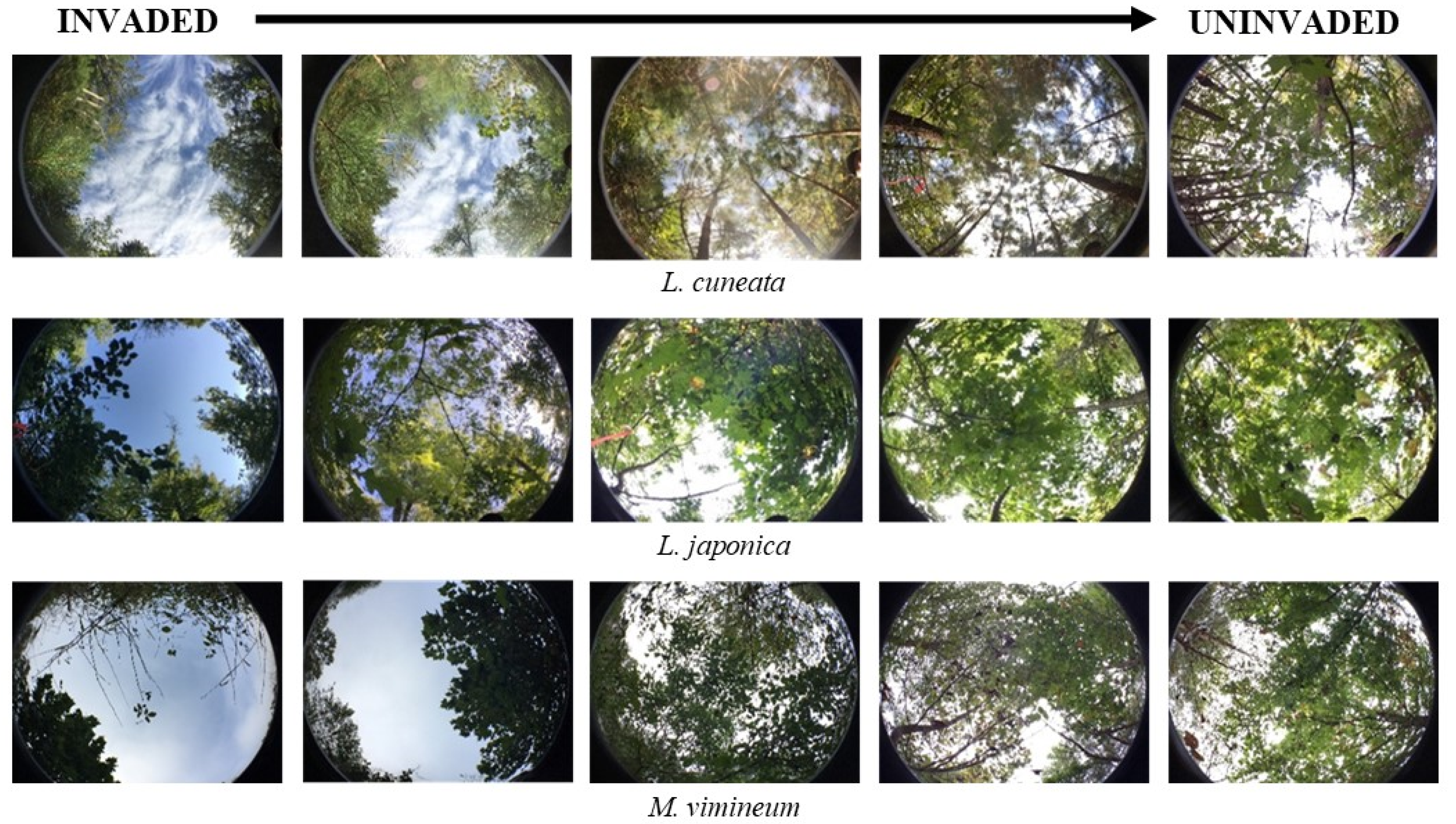 Forests 15 00964 g008