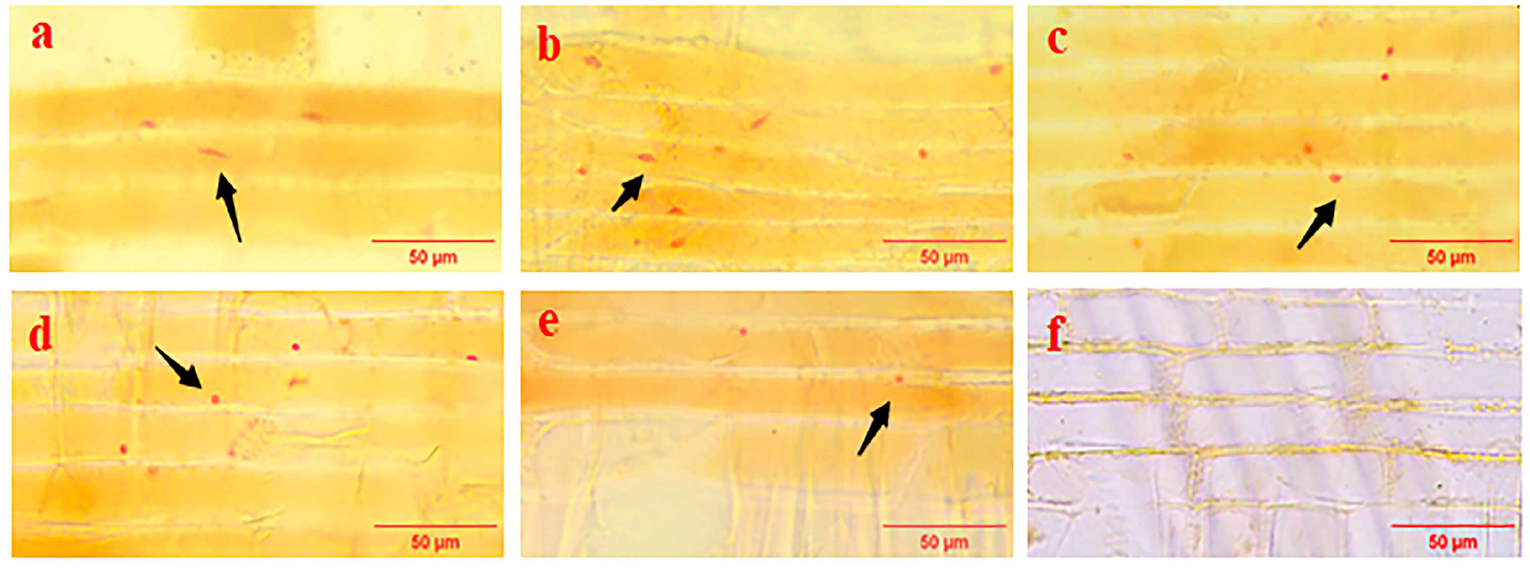 Forests 15 00984 g004