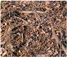 Forests 15 00985 i001