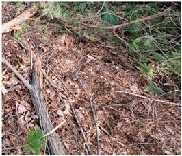 Forests 15 00985 i002