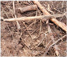 Forests 15 00985 i003