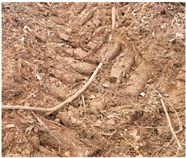 Forests 15 00985 i004