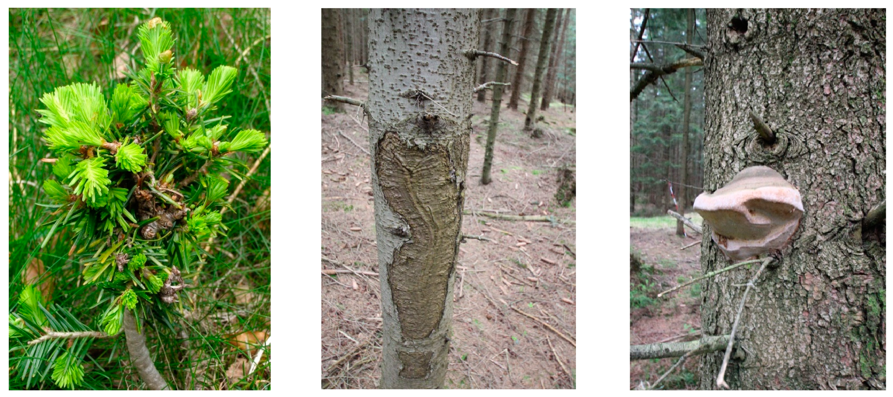 Forests 15 00998 g003