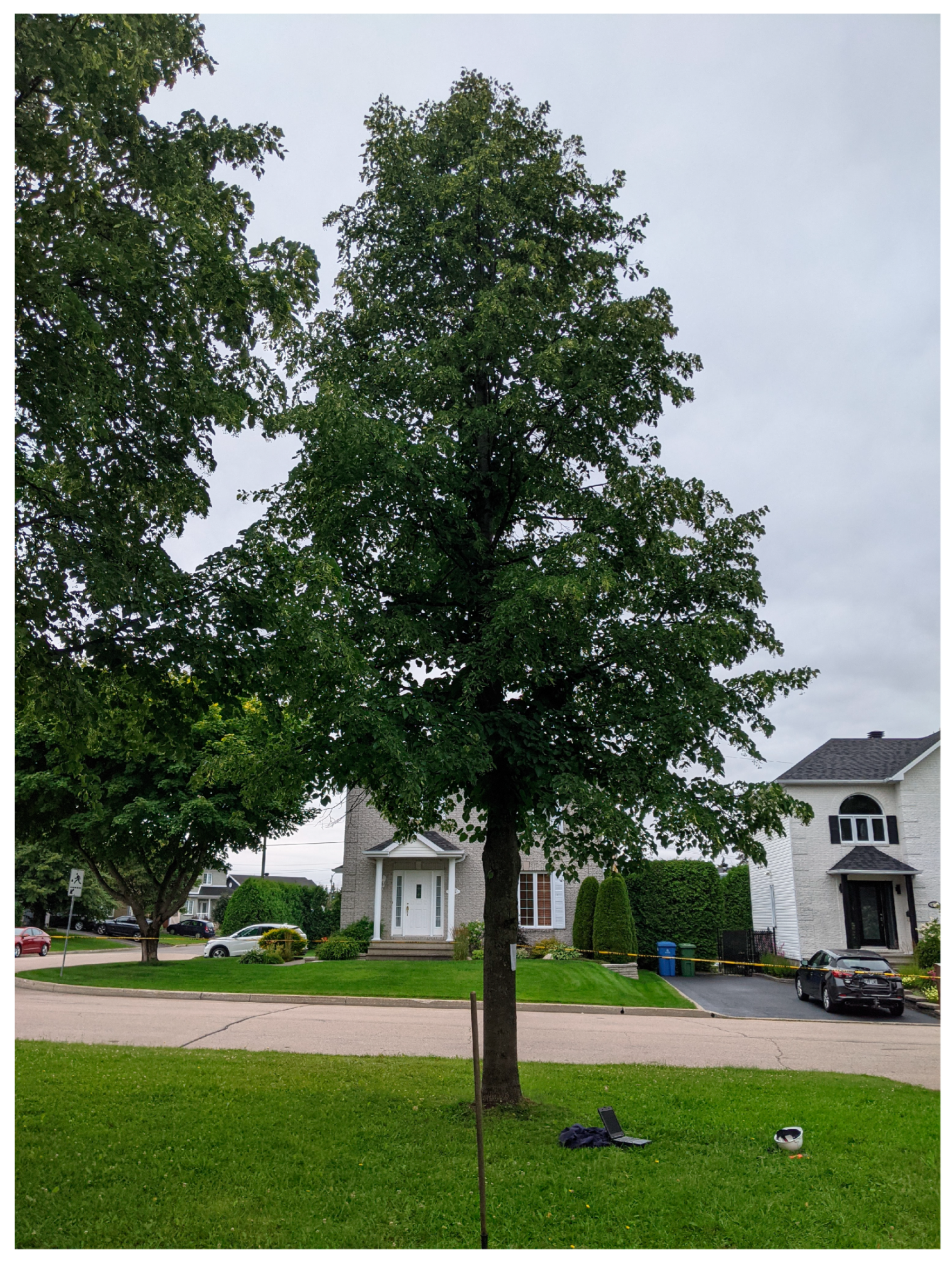 Forests 15 01041 g001