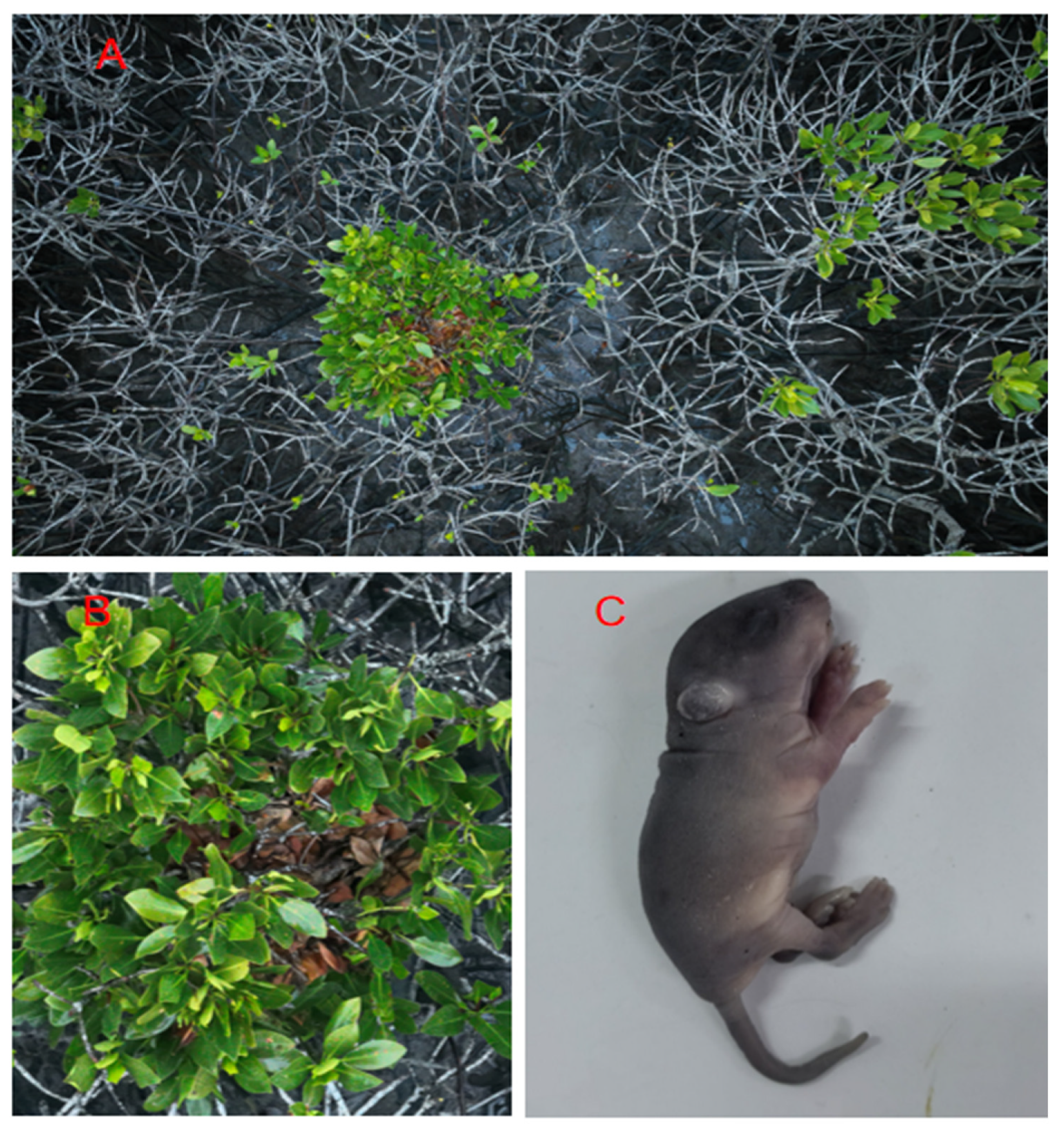 Forests 15 01048 g005