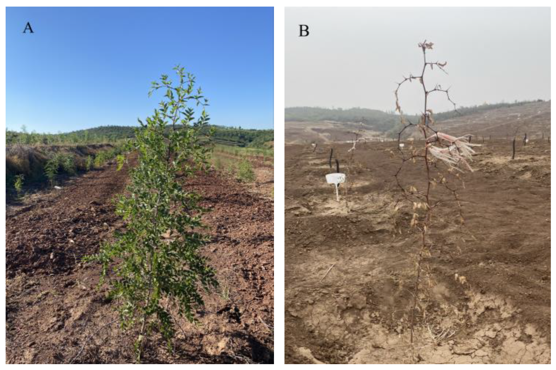 Forests 15 01130 g001