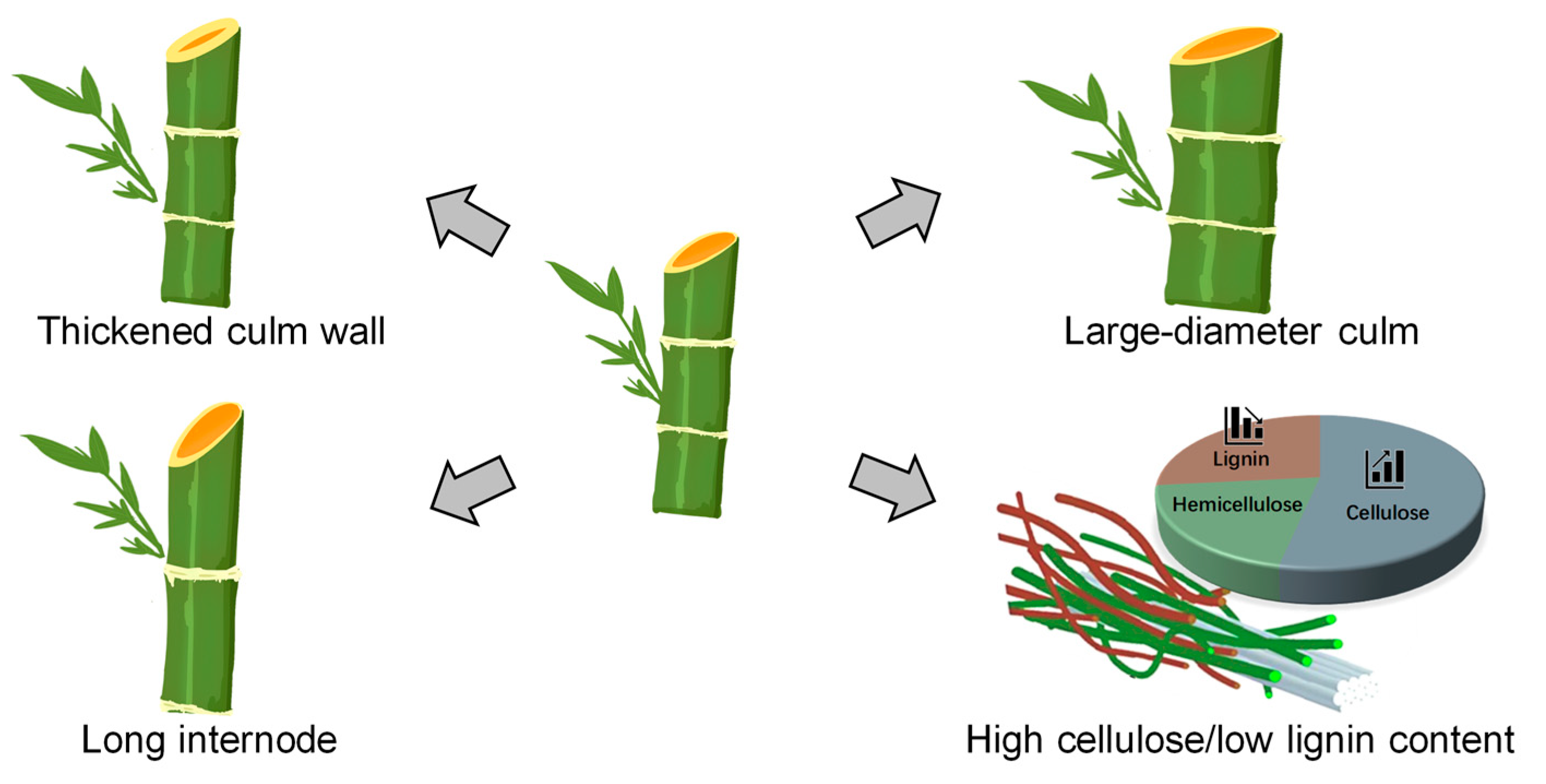 Forests 15 01180 g003