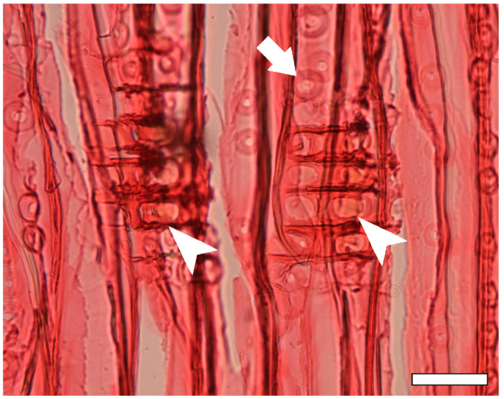 Forests 15 01189 g003