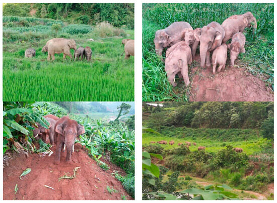 Forests 15 01195 g0a1a