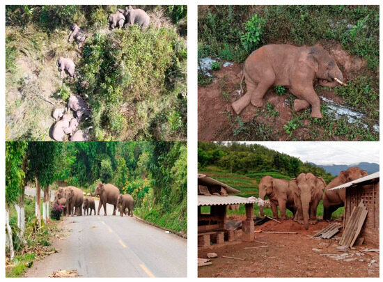 Forests 15 01195 g0a1c