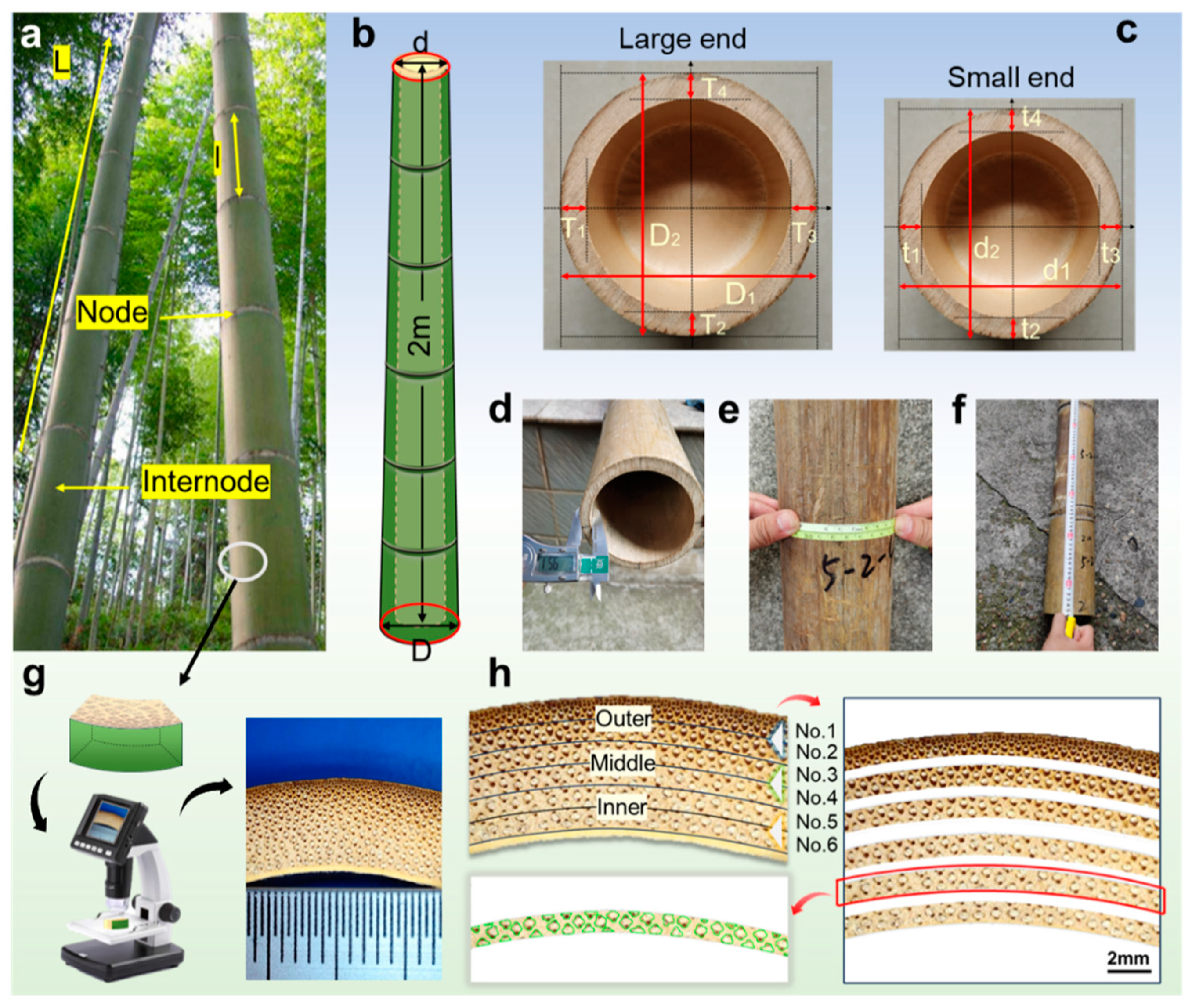 Forests 15 01205 g002