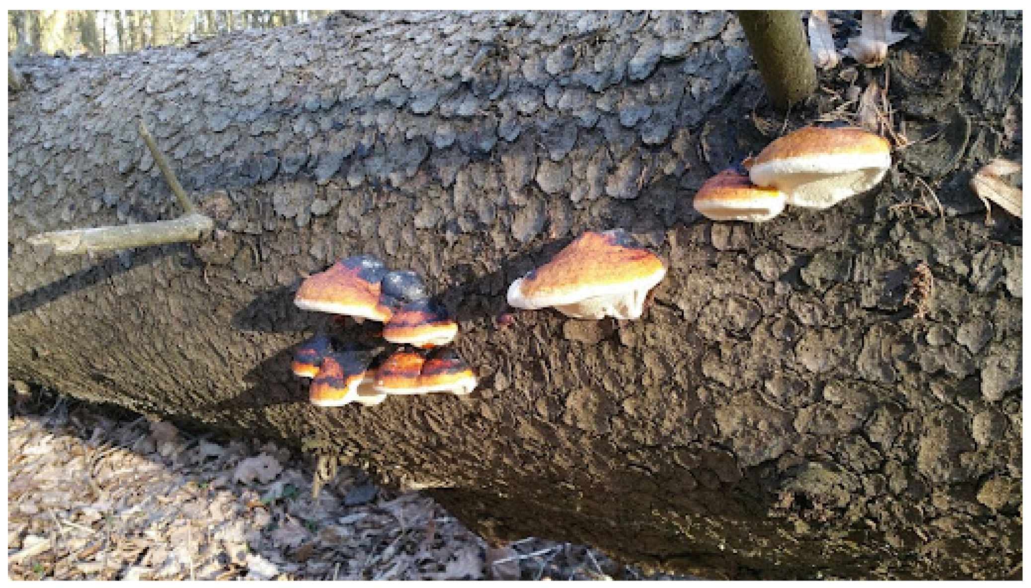 Forests 15 01230 g002 Forests 15 01230 g002