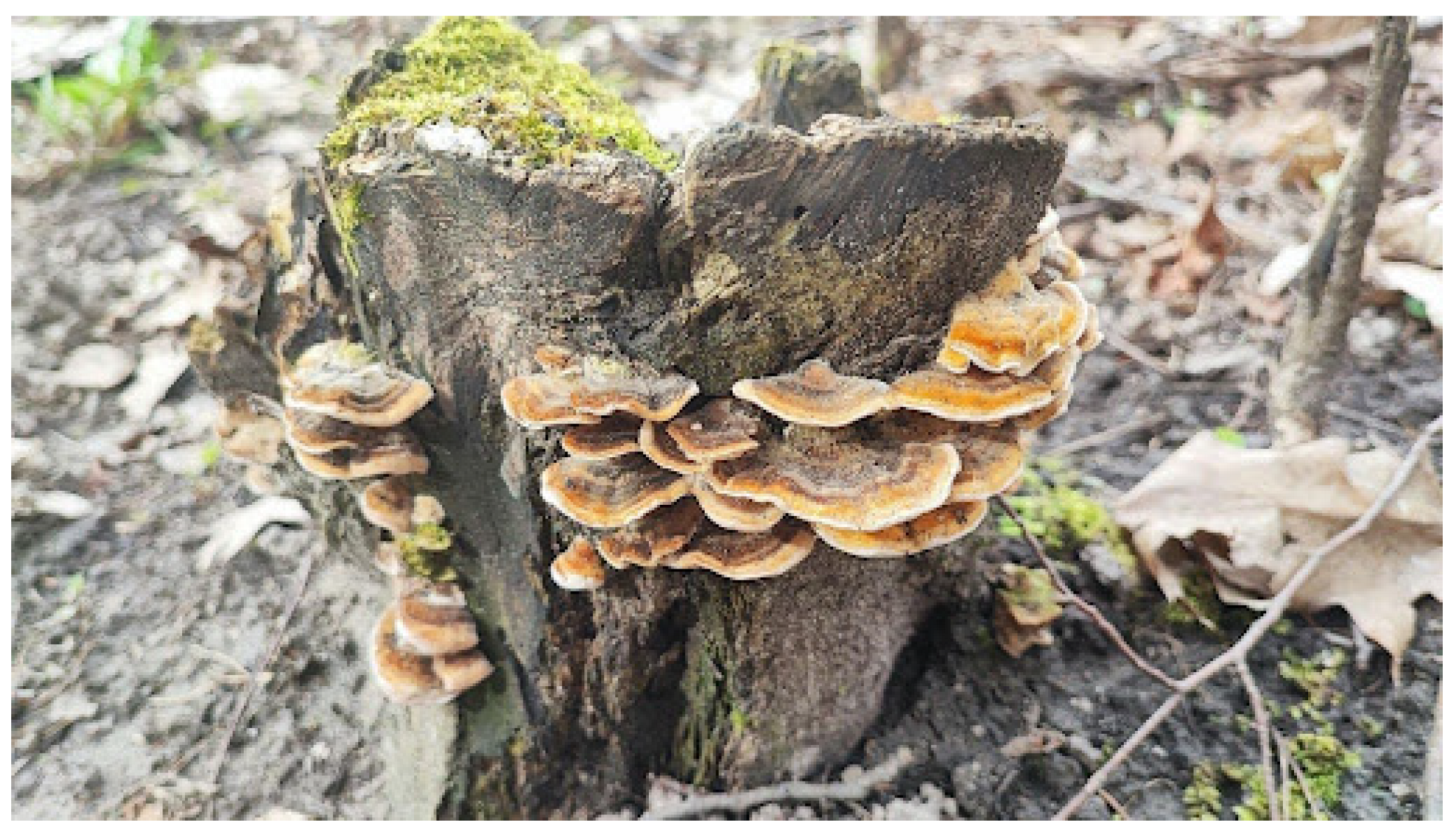 Forests 15 01230 g003 Forests 15 01230 g003