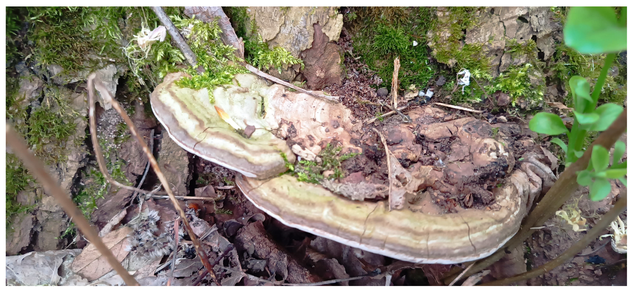 Forests 15 01230 g004 Forests 15 01230 g004