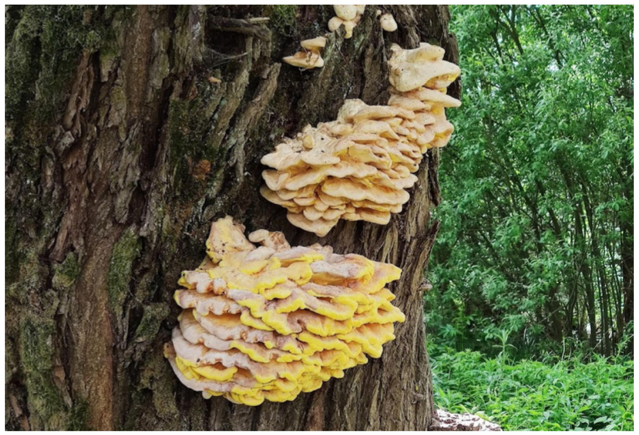 Forests 15 01230 g005 Forests 15 01230 g005