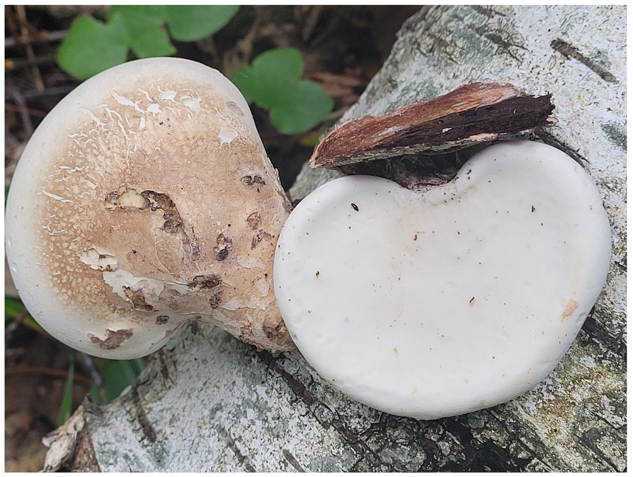 Forests 15 01230 g006 Forests 15 01230 g006