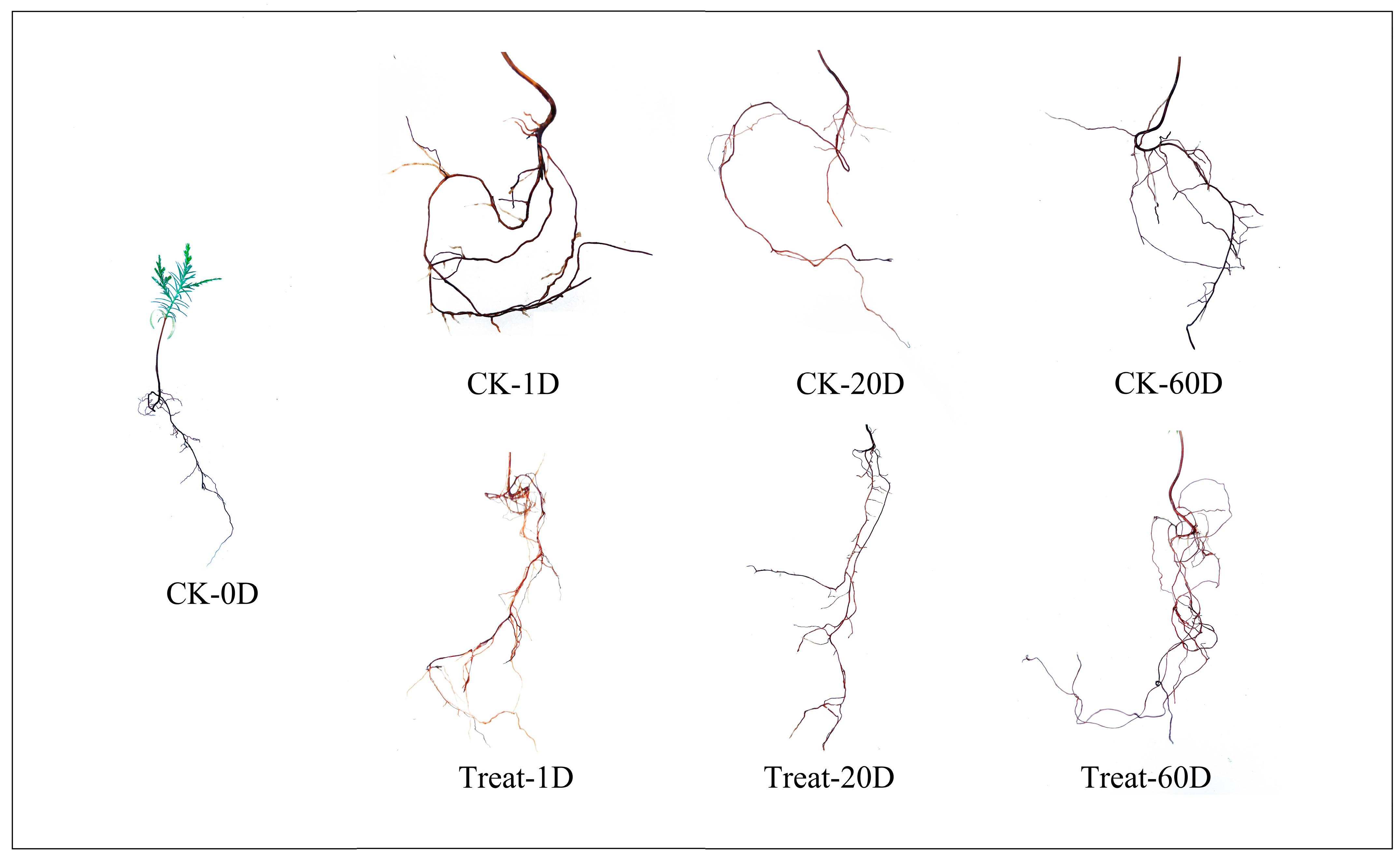 Forests 15 01232 g001