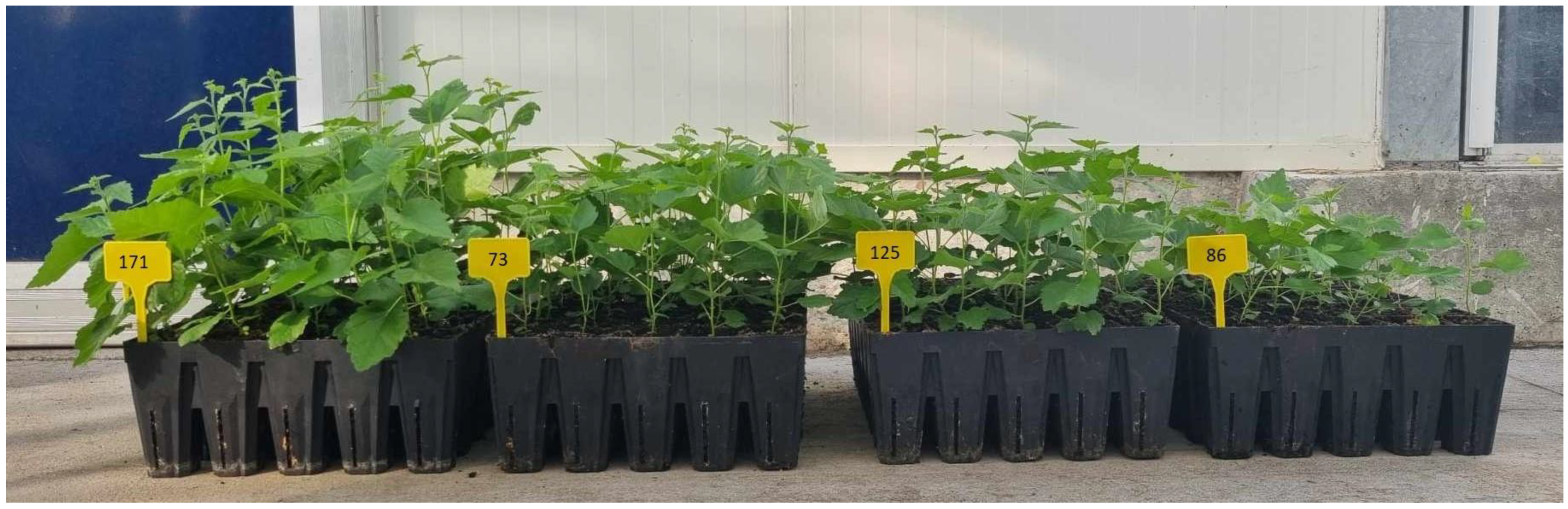 Forests 15 01262 g002