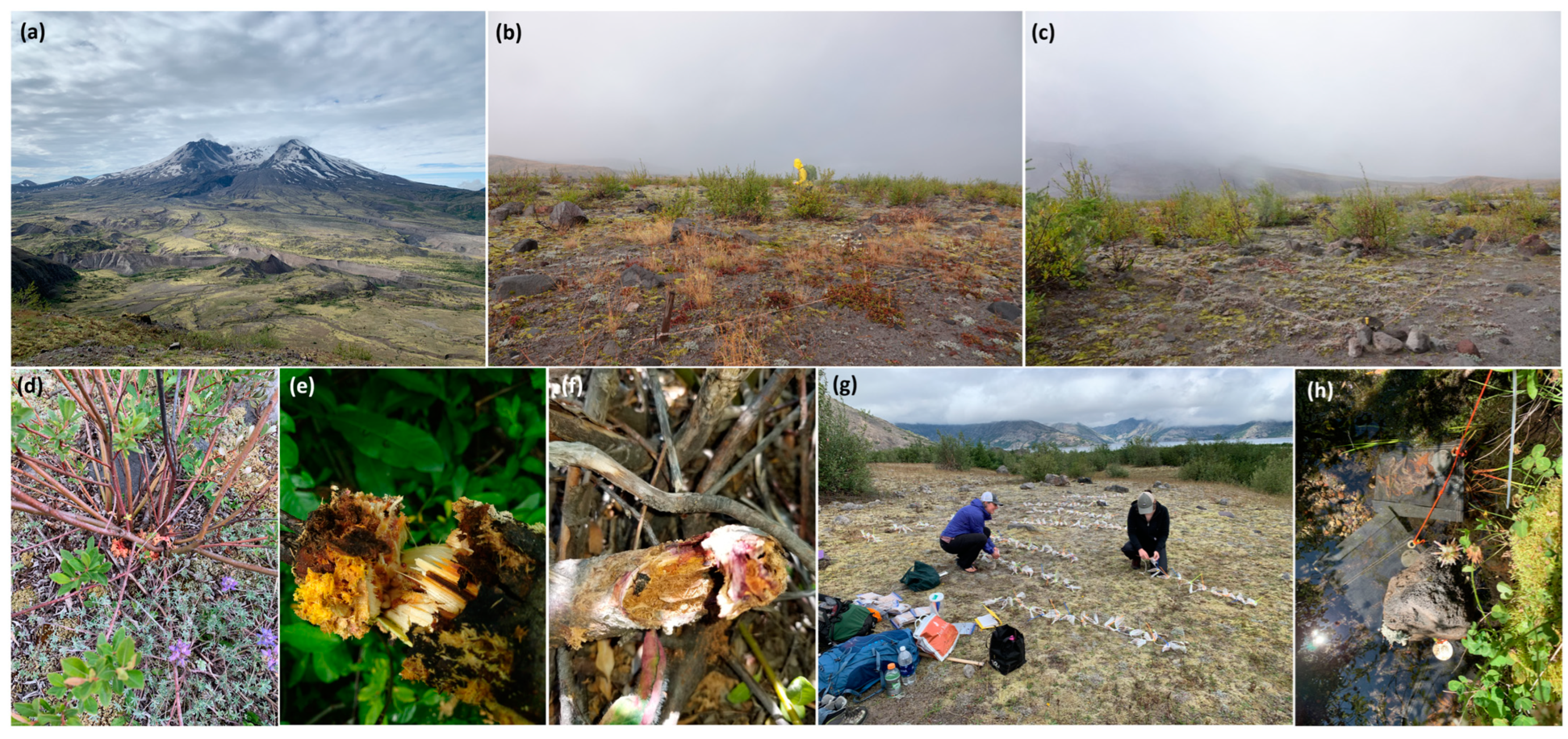 Forests 15 01282 g002