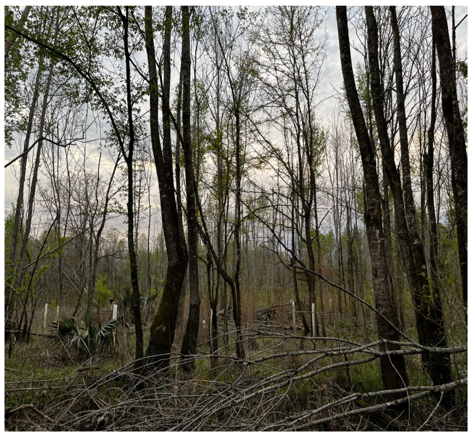 Forests 15 01307 g008 Forests 15 01307 g008
