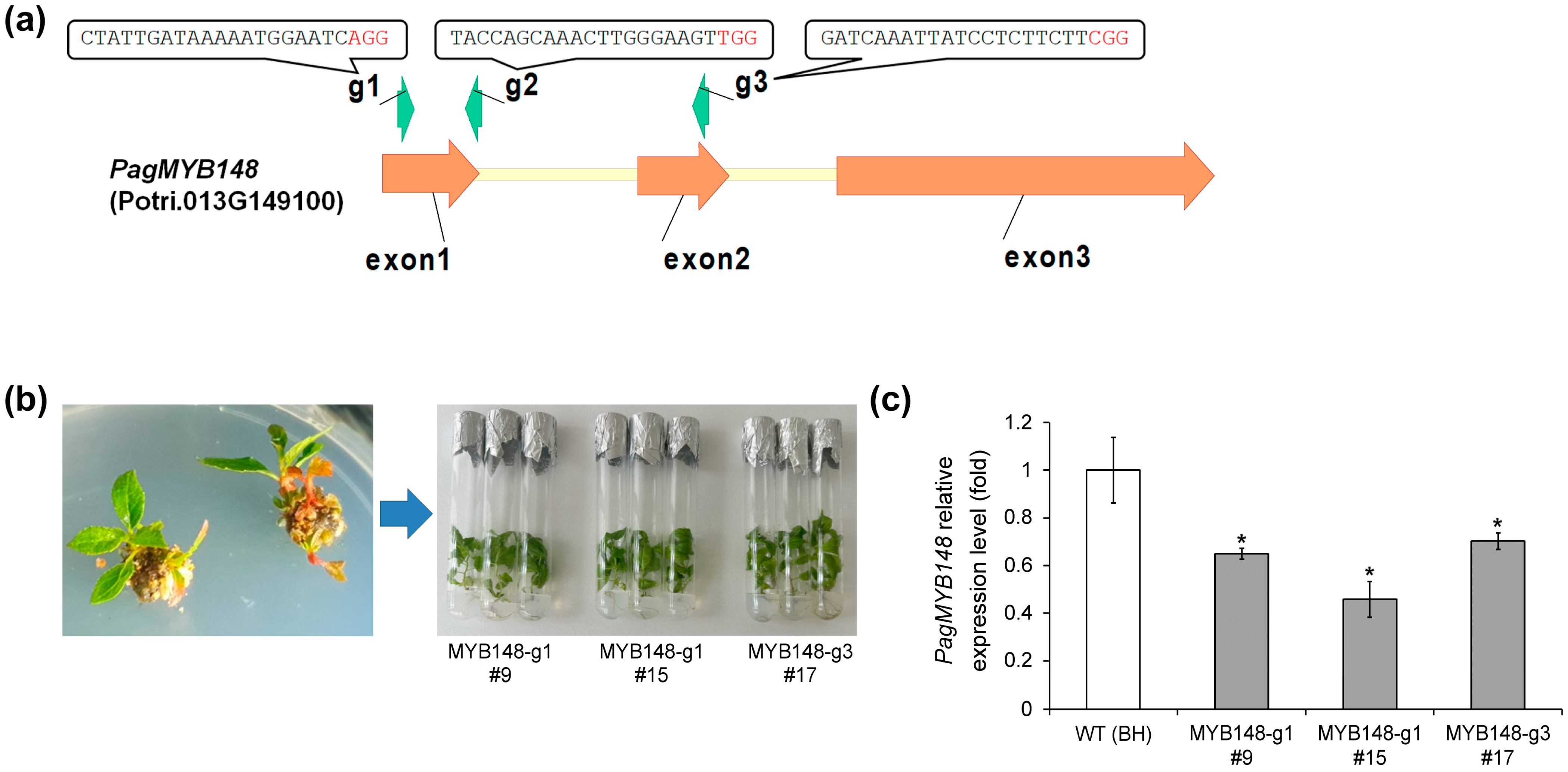 Forests 15 01344 g002