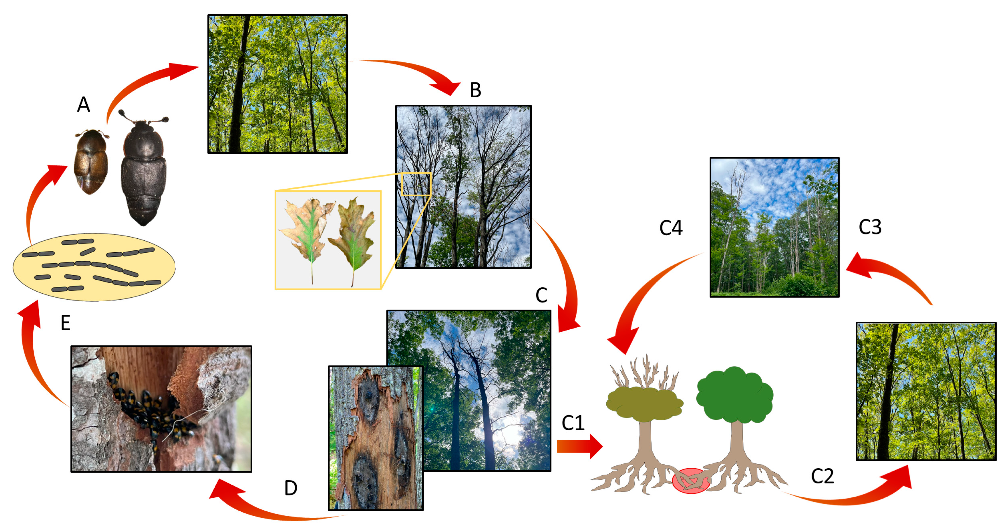 Forests 15 01361 g002