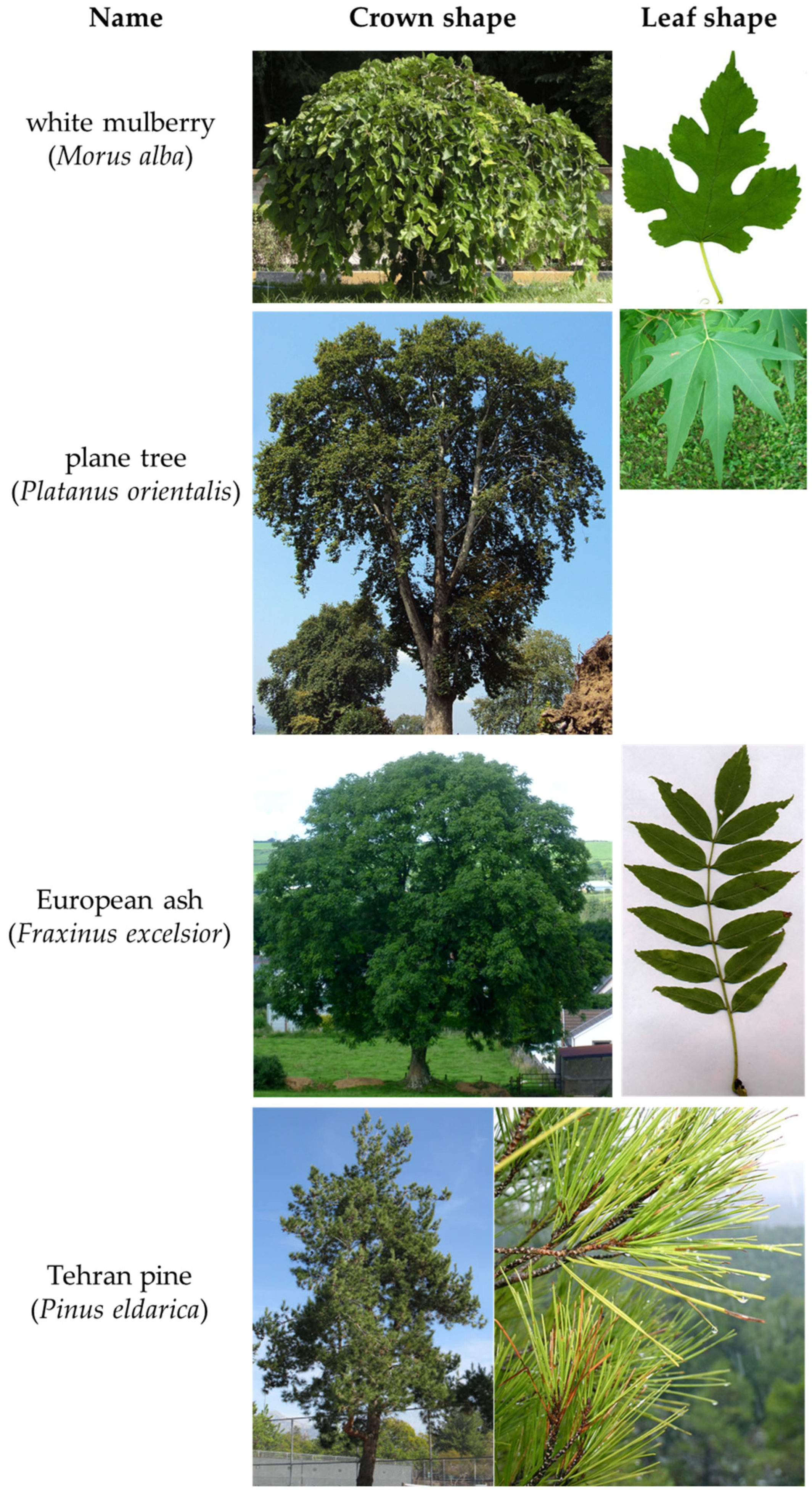 Forests 15 01436 g002