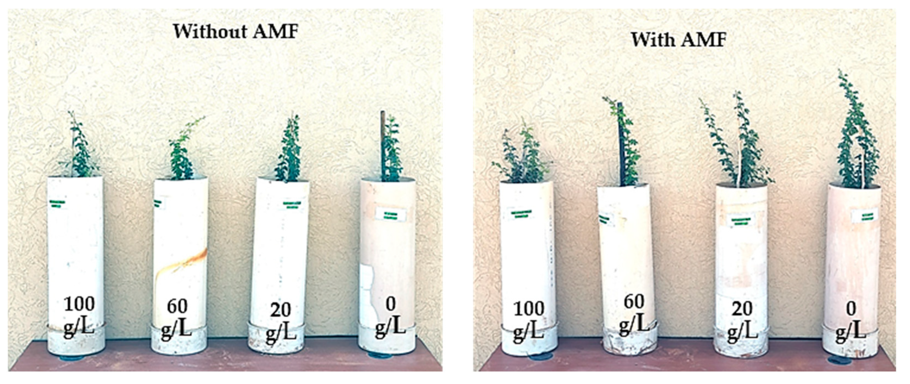 Forests 15 01447 g005 Forests 15 01447 g005