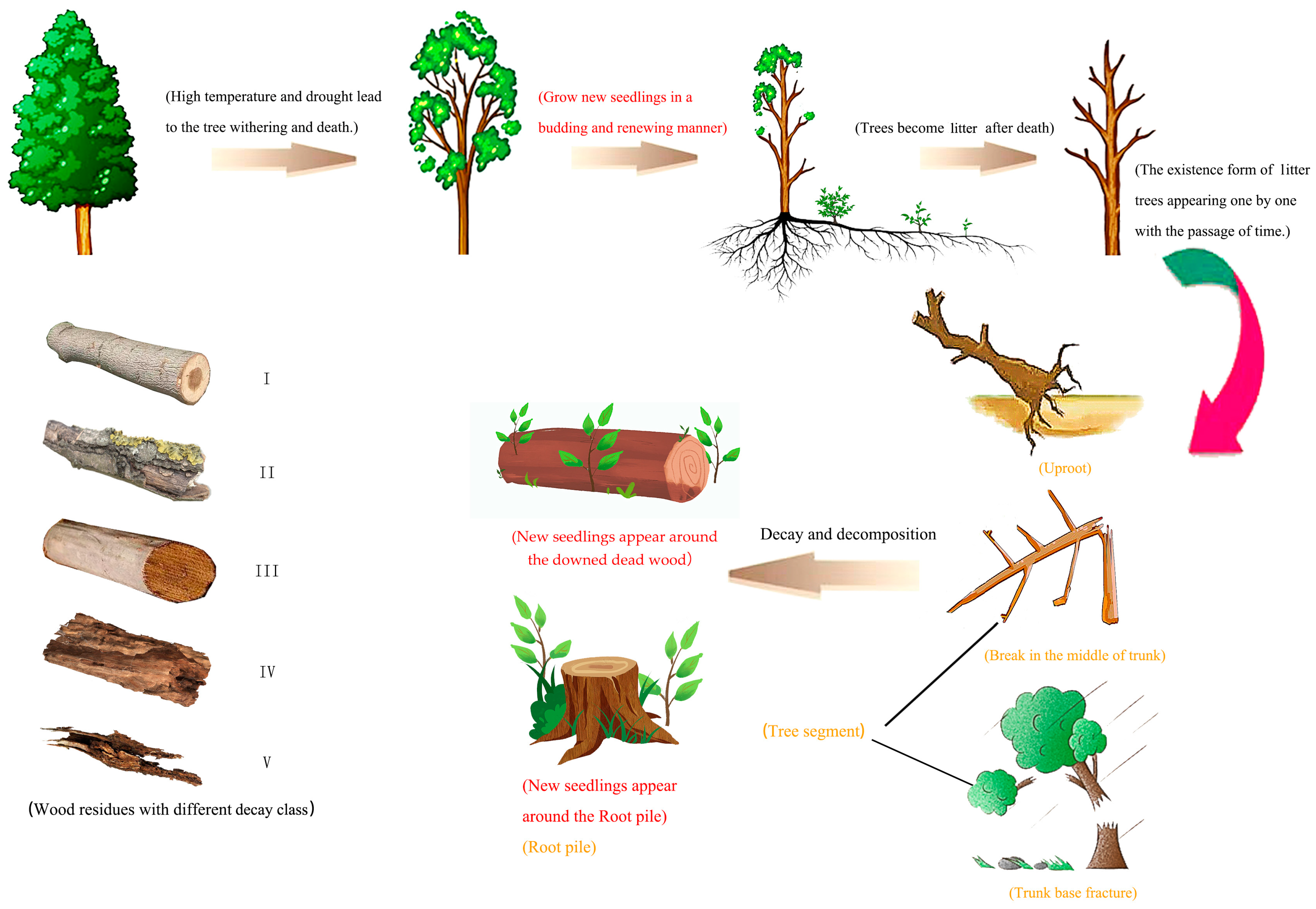 Forests 15 01460 g002