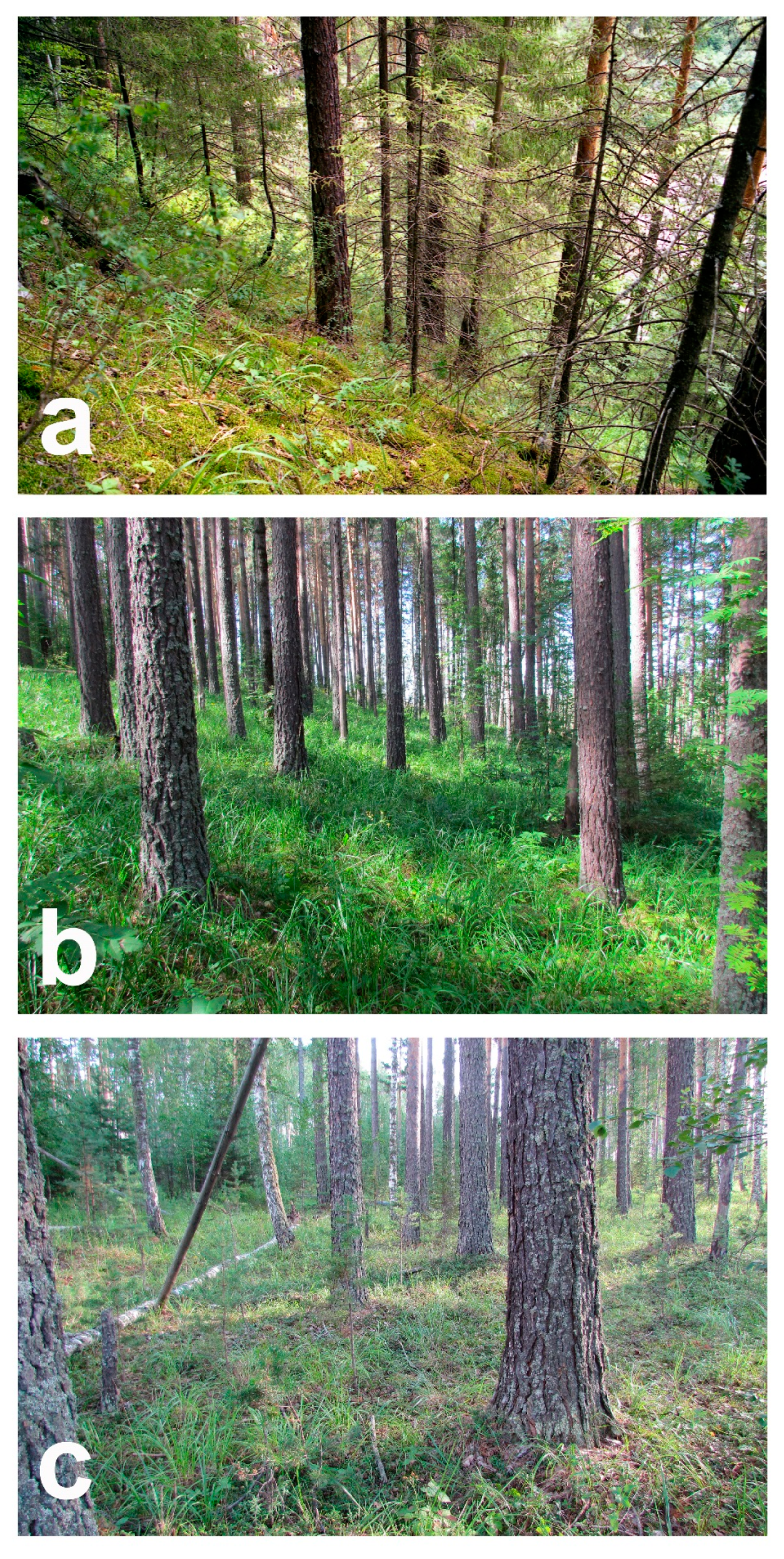 Forests 15 01461 g004