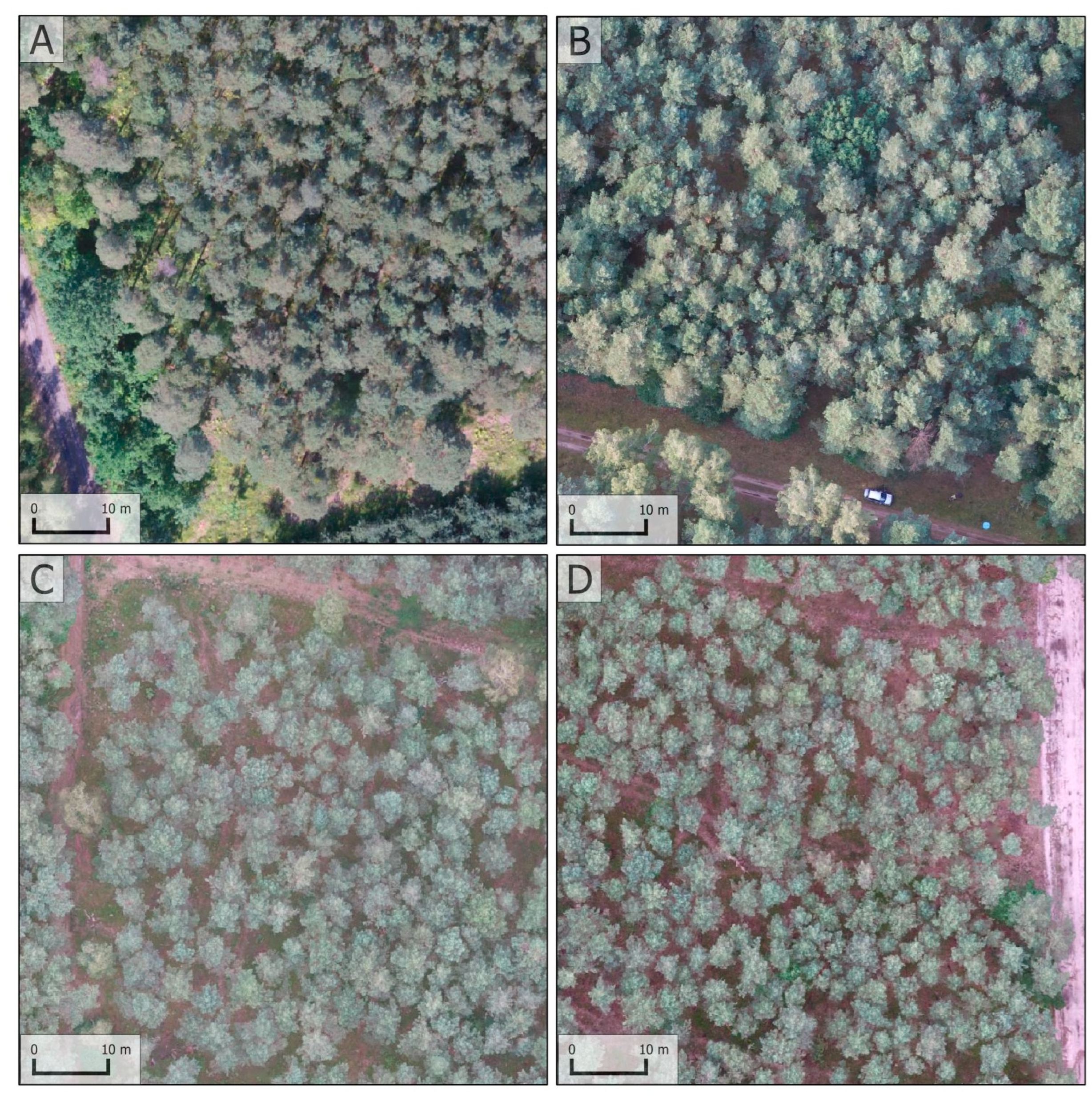 Forests 15 01462 g004 Forests 15 01462 g004