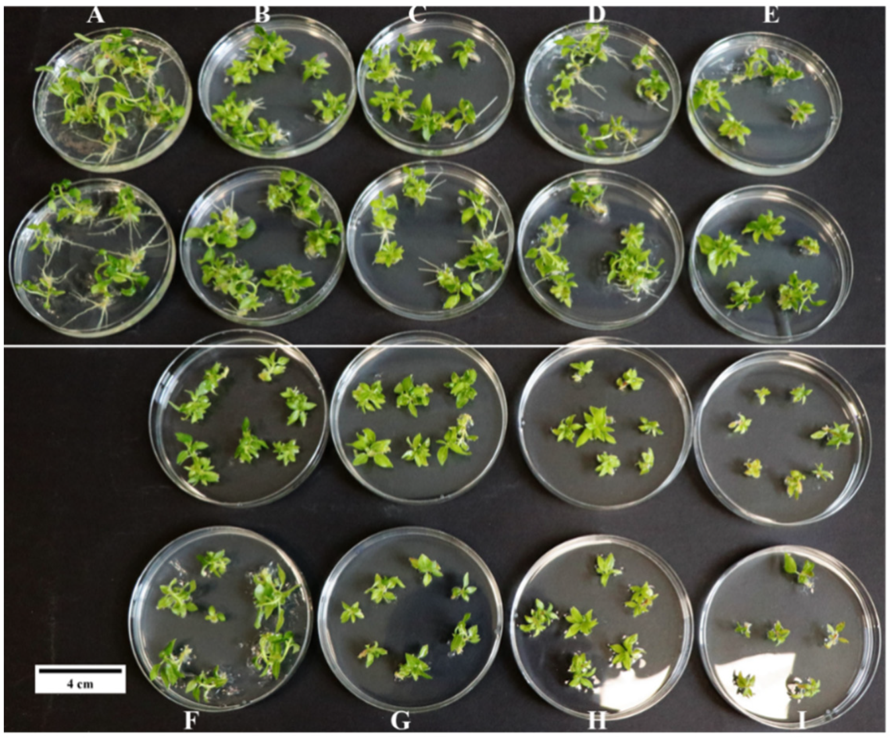 Forests 15 01474 g008