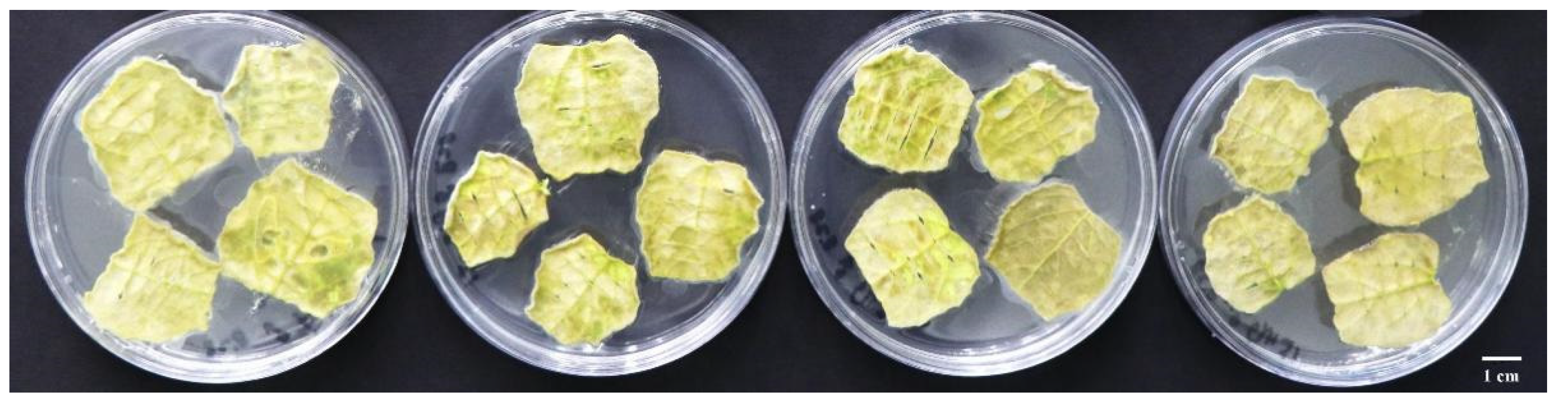 Forests 15 01474 g009