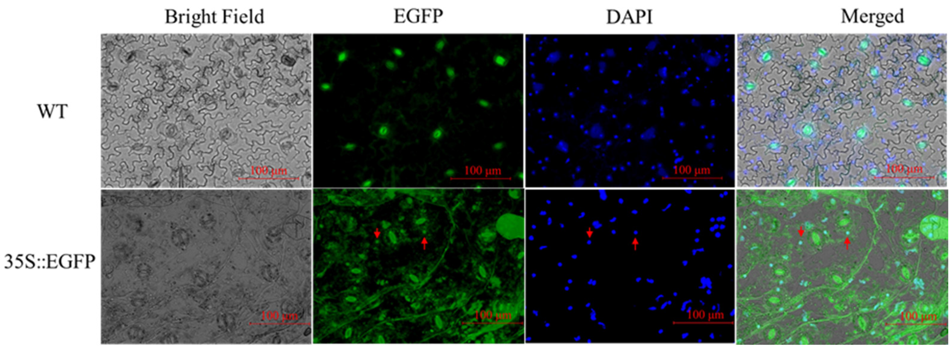 Forests 15 01474 g014
