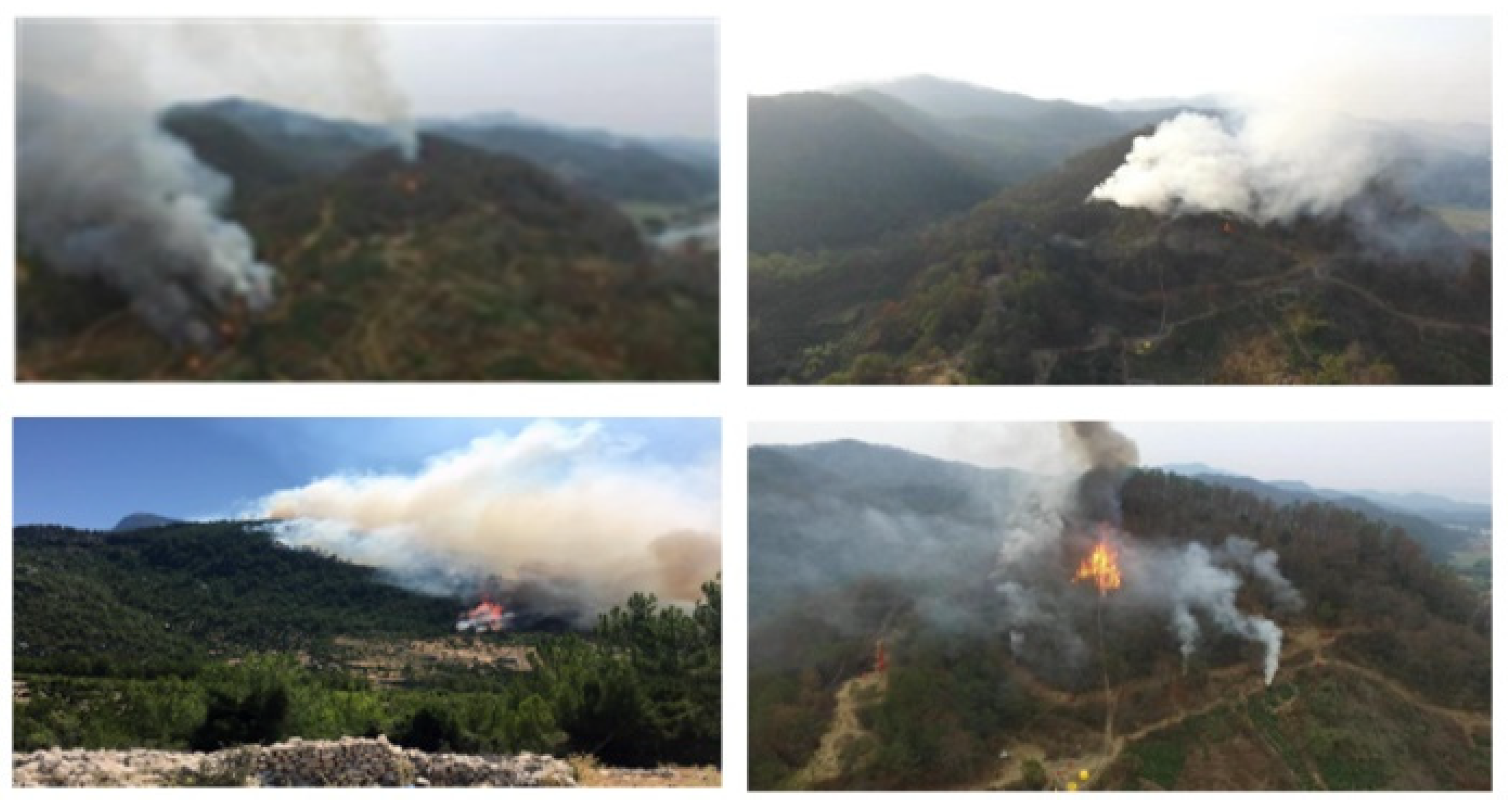 Forests 15 01489 g001