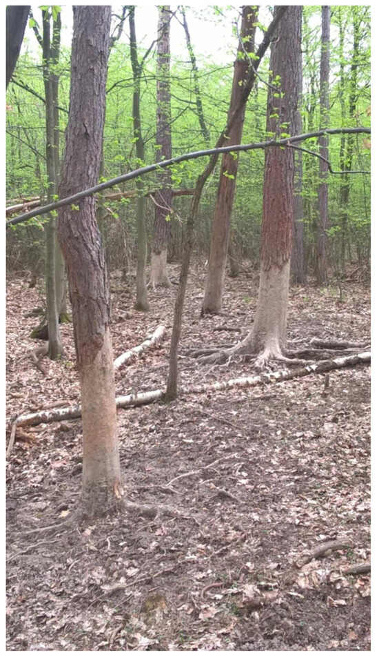 Forests 15 01499 g0a3