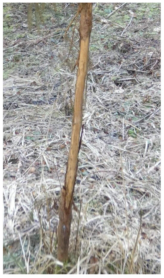 Forests 15 01499 g0a4