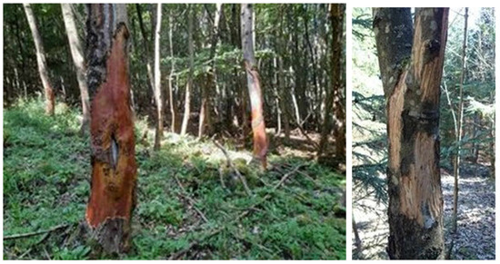 Forests 15 01499 g0a5