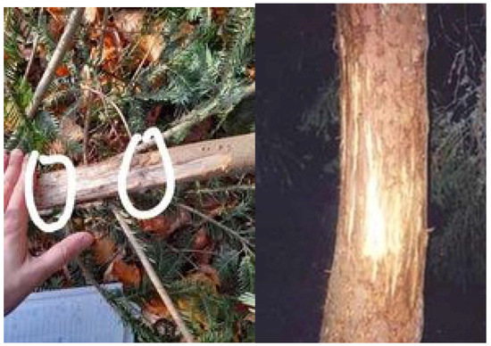 Forests 15 01499 g0a6