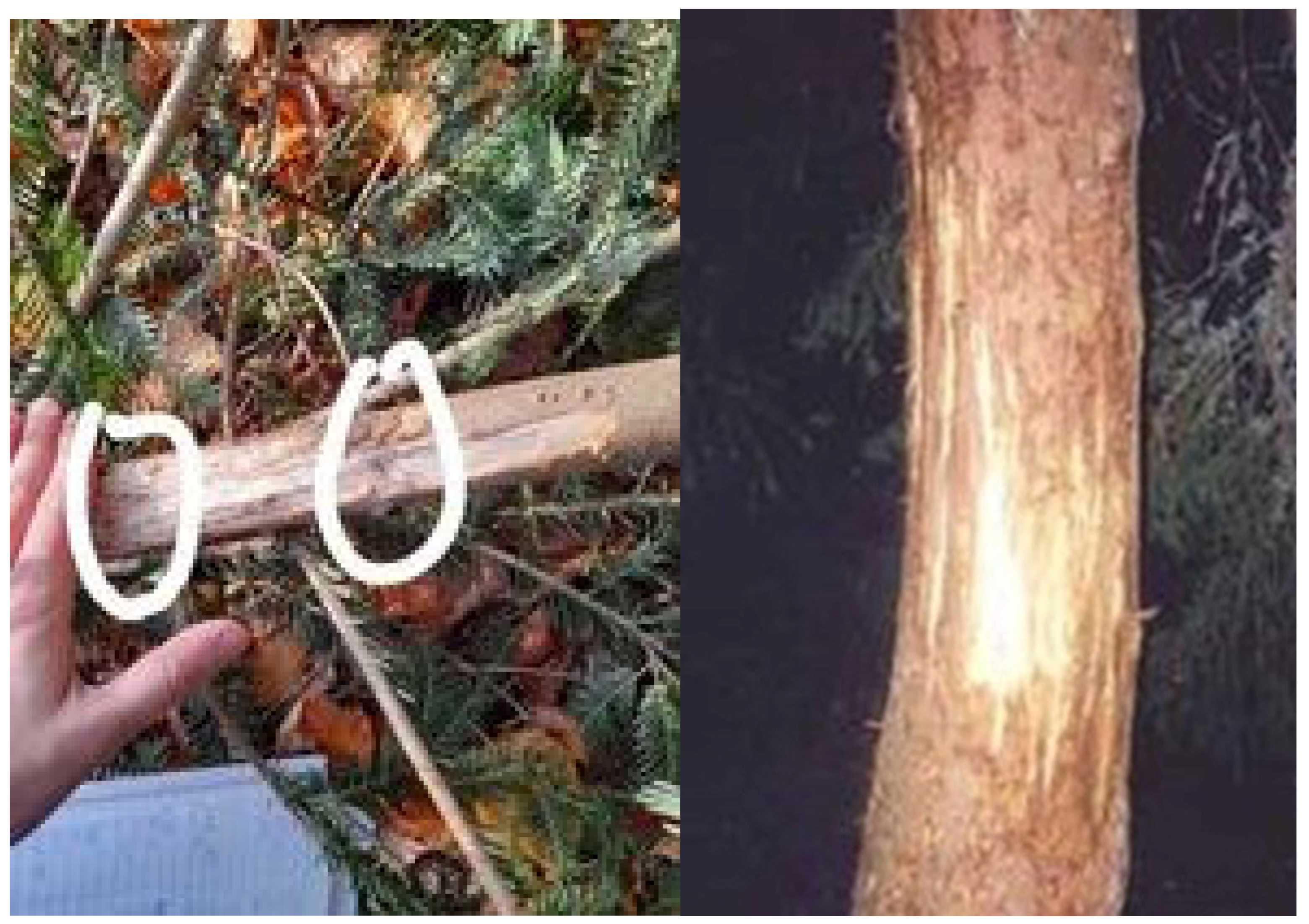 Forests 15 01499 g0a6