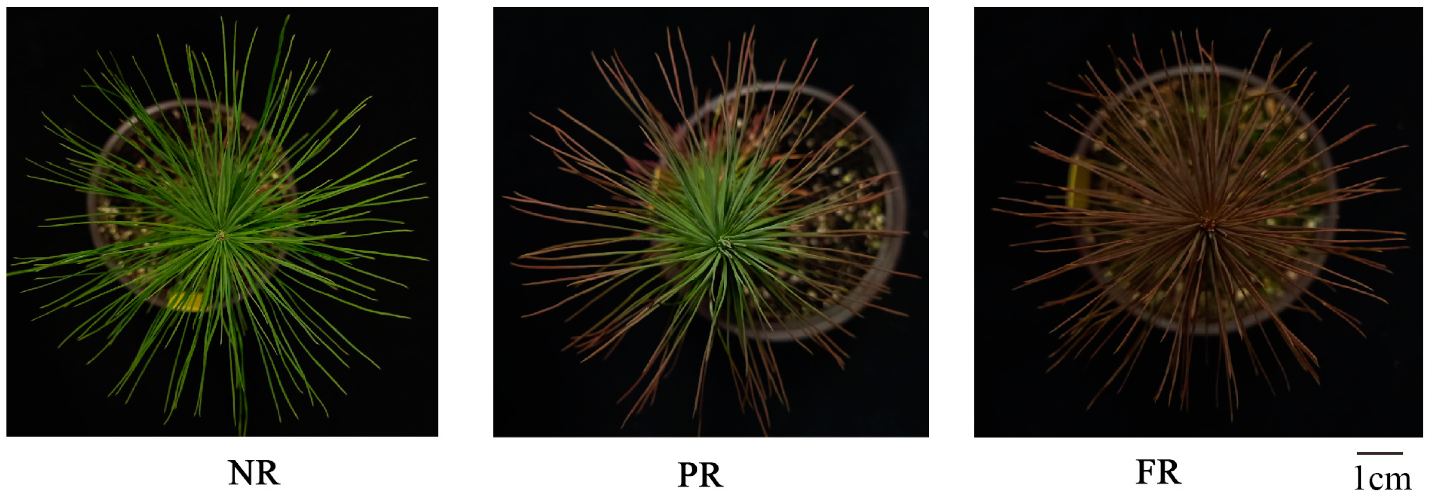 Forests 15 01527 g001