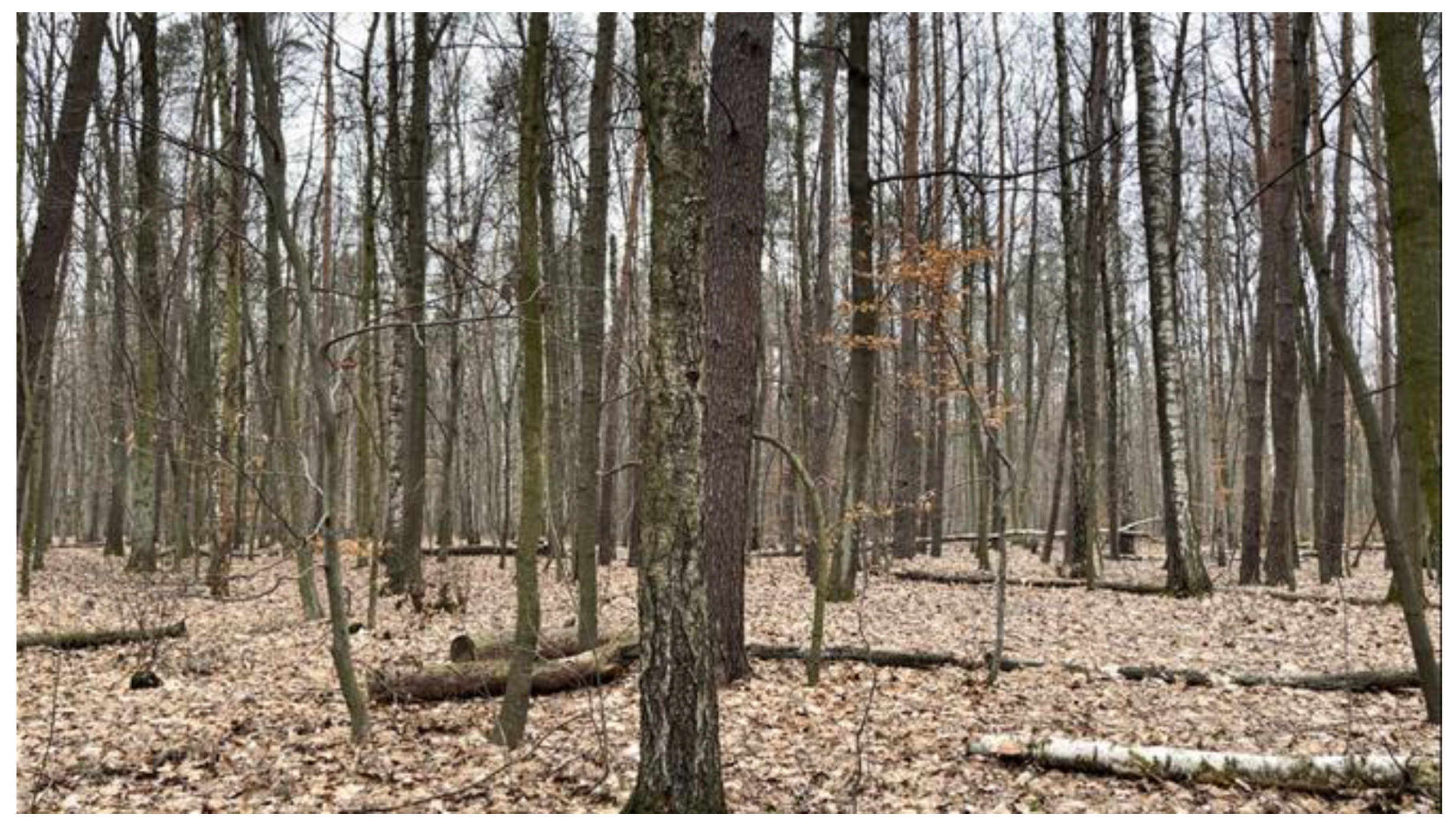 Forests 15 01549 g001